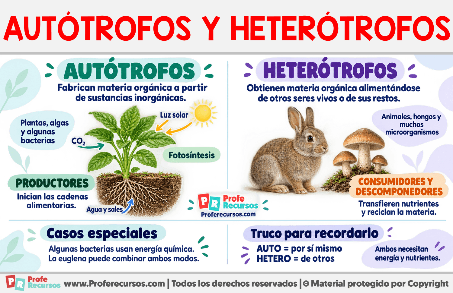 Diferencias entre autótrofos y heterótrofos Infografia sobre Diferencias entre autótrofos y heterótrofos