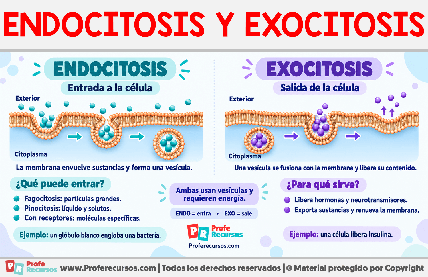 Diferencias entre endocitosis y exocitosis Infografia sobre Diferencias entre endocitosis y exocitosis
