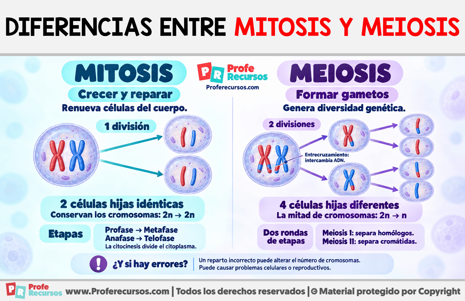 Diferencias entre Mitosis y Meiosis Infografia sobre Diferencias entre Mitosis y Meiosis