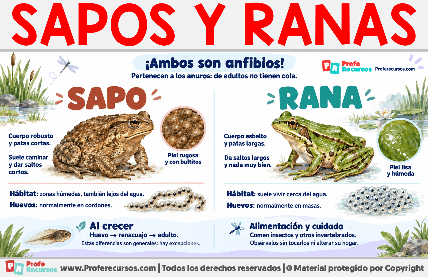 Diferencias entre Sapo y Rana Infografia sobre Diferencias entre Sapo y Rana