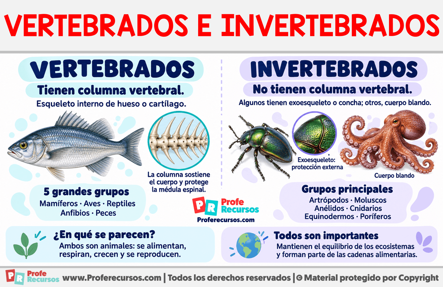 Diferencias entre vertebrados e invertebrados Infografia sobre Diferencias entre vertebrados e invertebrados