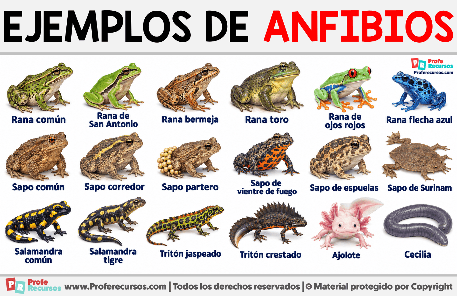 Ejemplos Animales anfibios Infografia sobre Ejemplos Animales anfibios