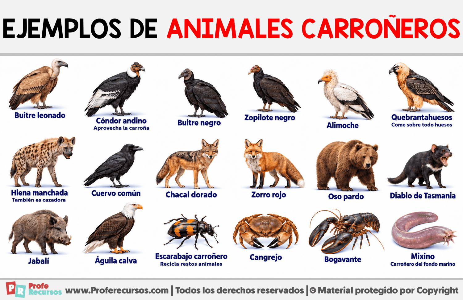 Ejemplos de Animales carroñeros Infografia sobre Ejemplos de Animales carroñeros