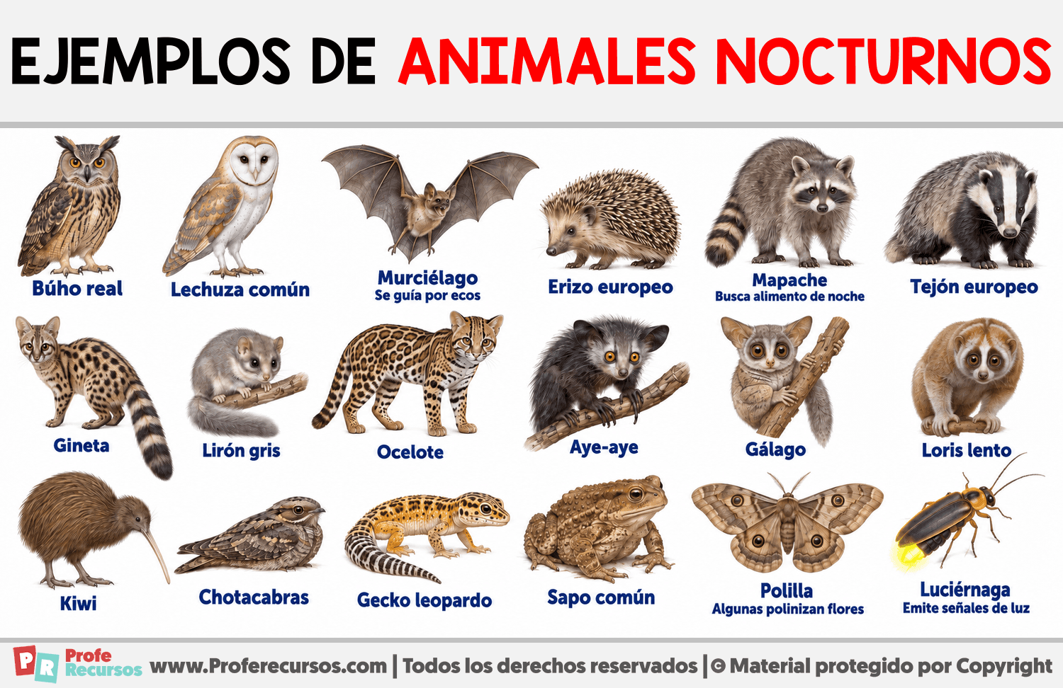Ejemplos de animales nocturnos Infografia sobre Ejemplos de animales nocturnos