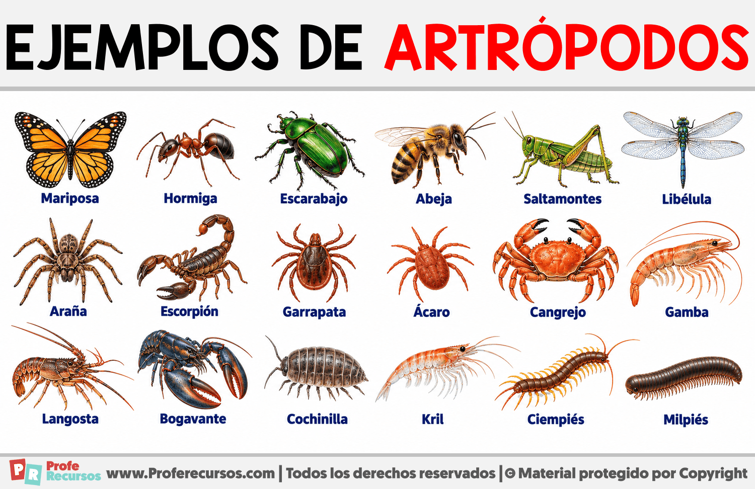 Ejemplos de Artrópodos Infografia sobre Ejemplos de Artrópodos