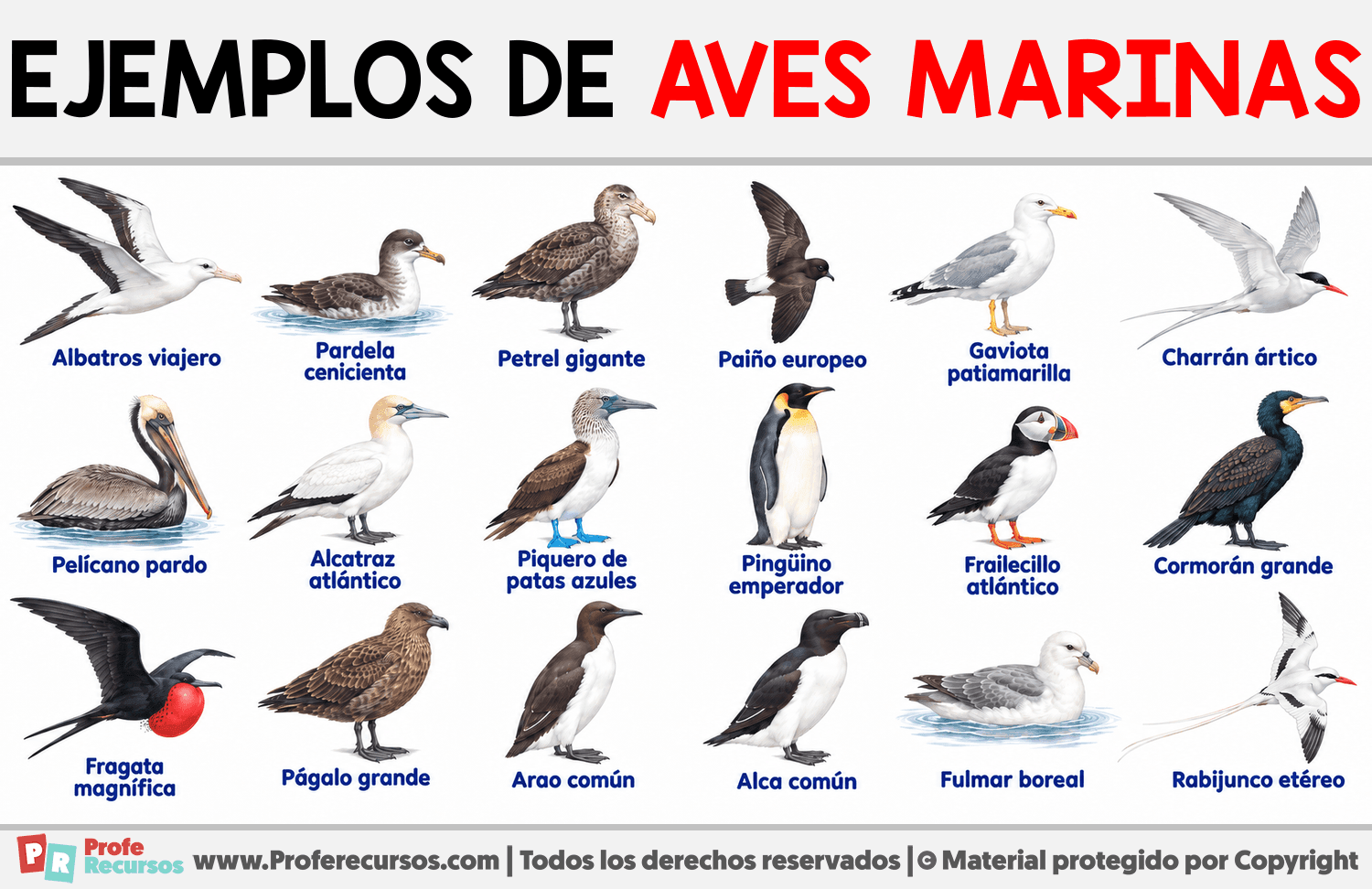 Ejemplos de aves marinas Infografia sobre Ejemplos de aves marinas