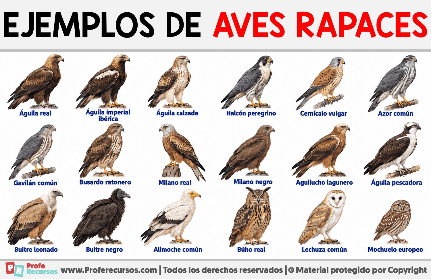 Ejemplos de aves rapaces Infografia sobre Ejemplos de aves rapaces