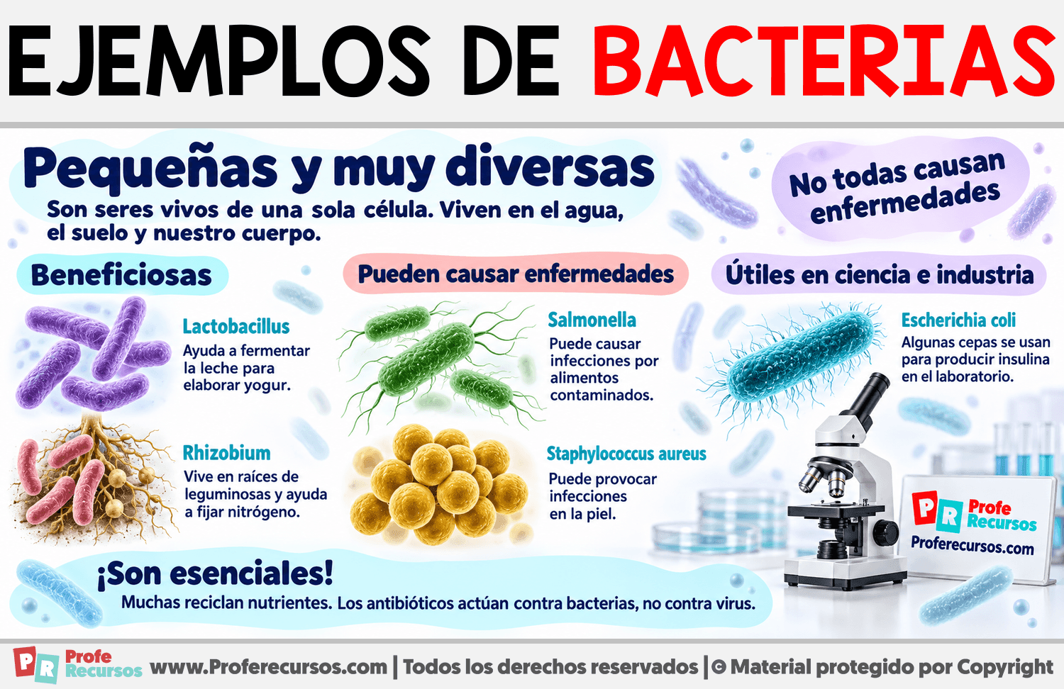 Ejemplos de Bacterias Infografia sobre Ejemplos de Bacterias