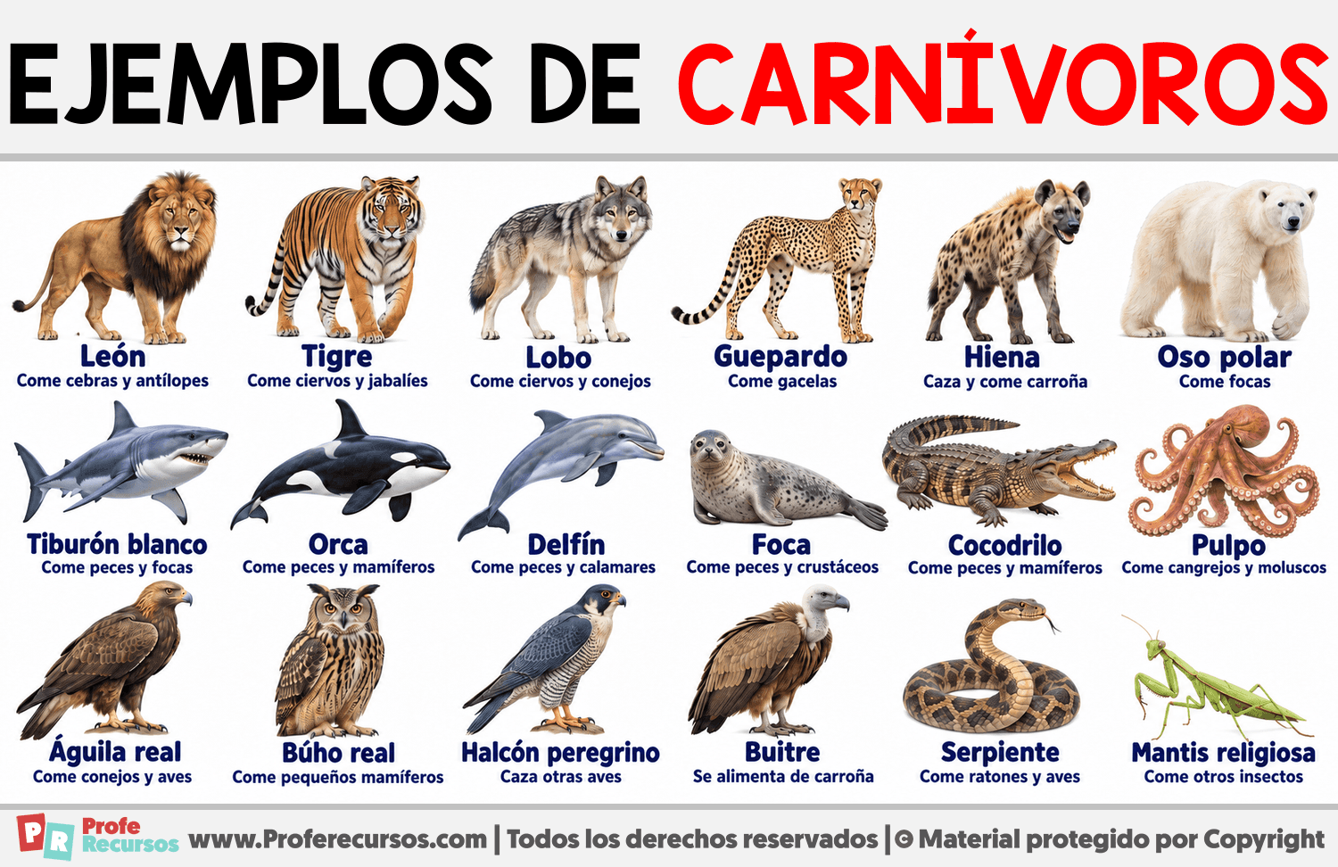 Ejemplos de carnívoros Infografia sobre Ejemplos de carnívoros