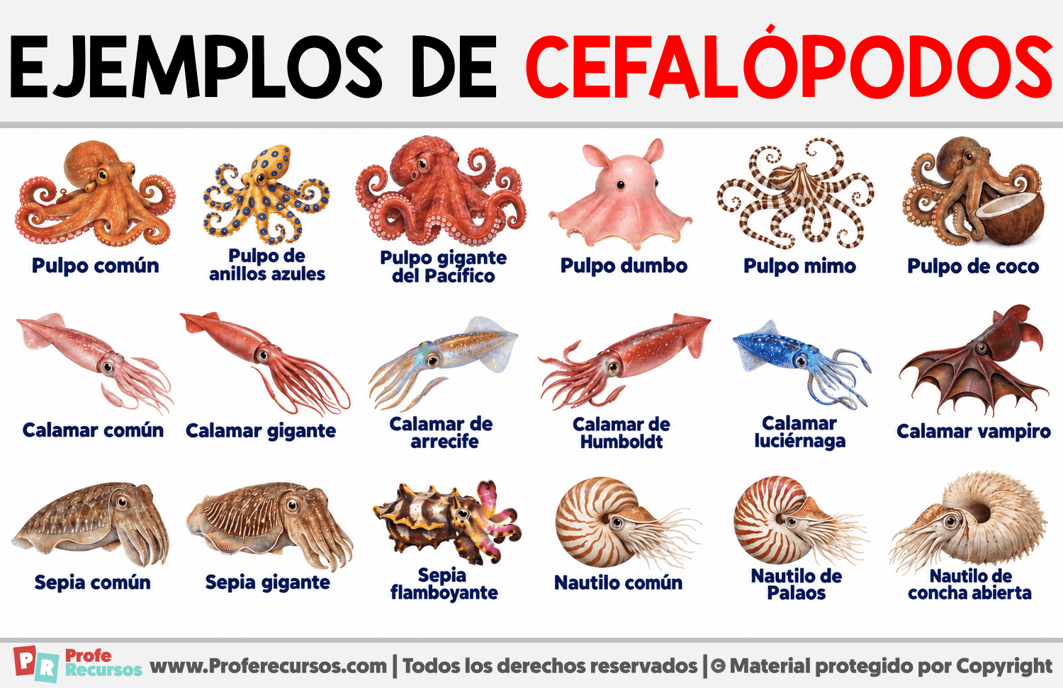 Ejemplos de Cefalópodos Infografia sobre Ejemplos de Cefalópodos