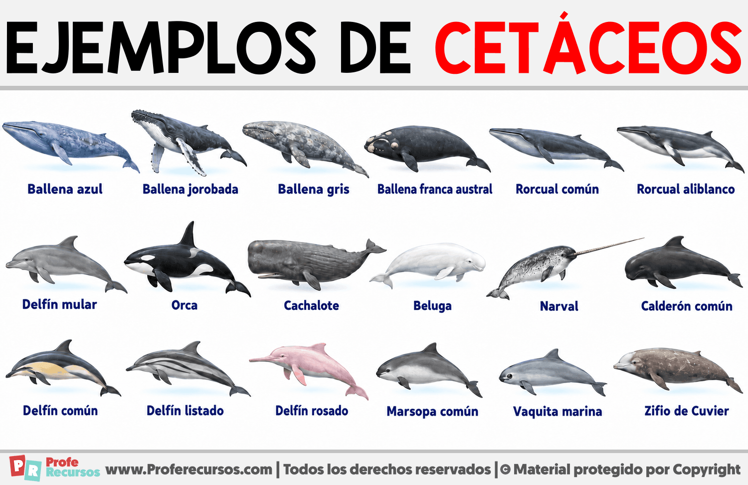 Ejemplos de cetáceos Infografia sobre Ejemplos de cetáceos