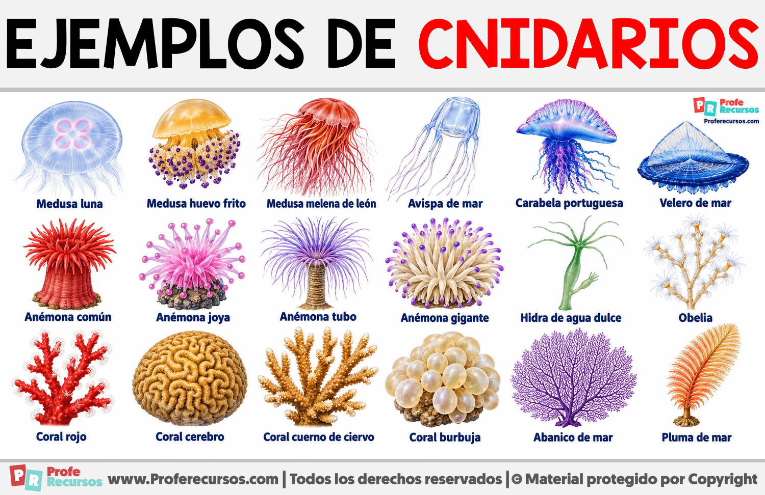 Ejemplos de cnidarios Infografia sobre Ejemplos de cnidarios