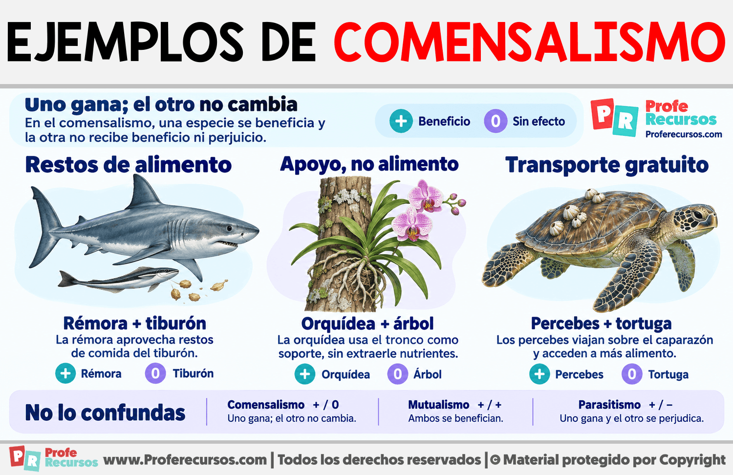Ejemplos de comensalismo Infografia sobre Ejemplos de comensalismo