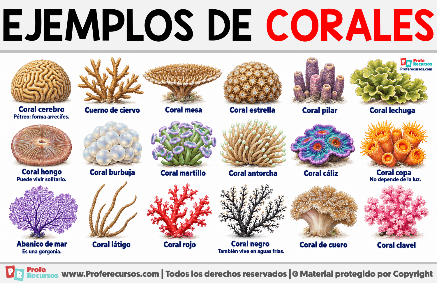 Ejemplos de corales Infografia sobre Ejemplos de corales