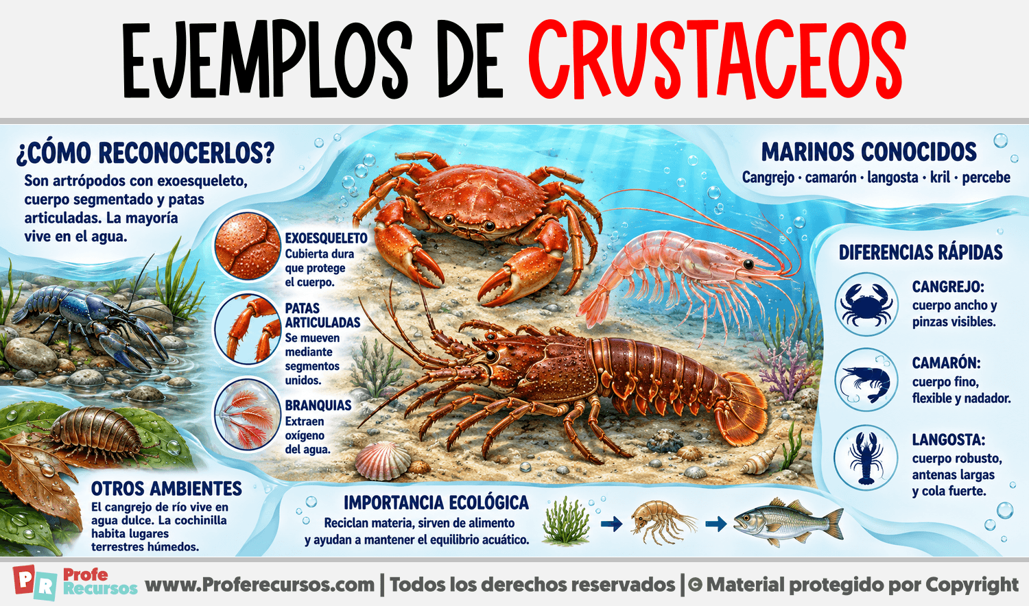 Ejemplos de Crustaceos Infografia sobre Ejemplos de Crustaceos