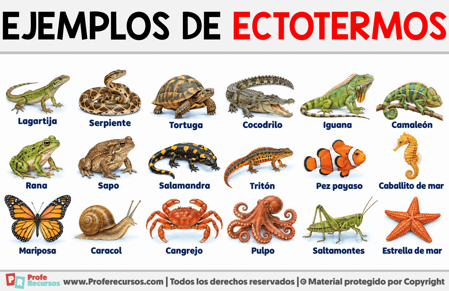 Ejemplos de ectotermos Infografia sobre Ejemplos de ectotermos
