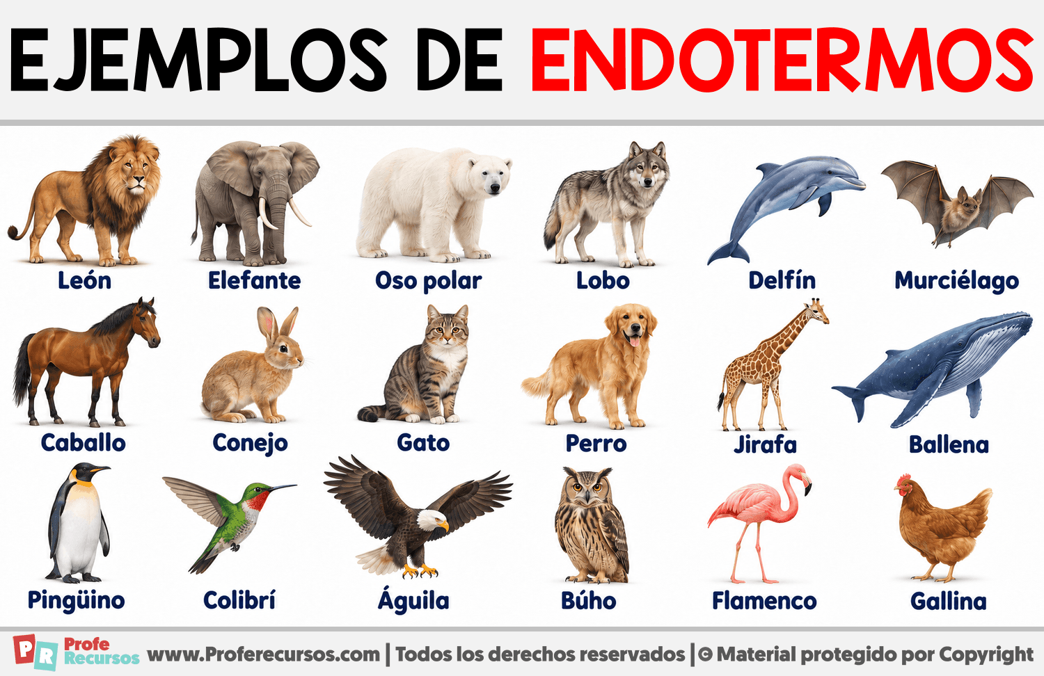 Ejemplos de endotermos Infografia sobre Ejemplos de endotermos