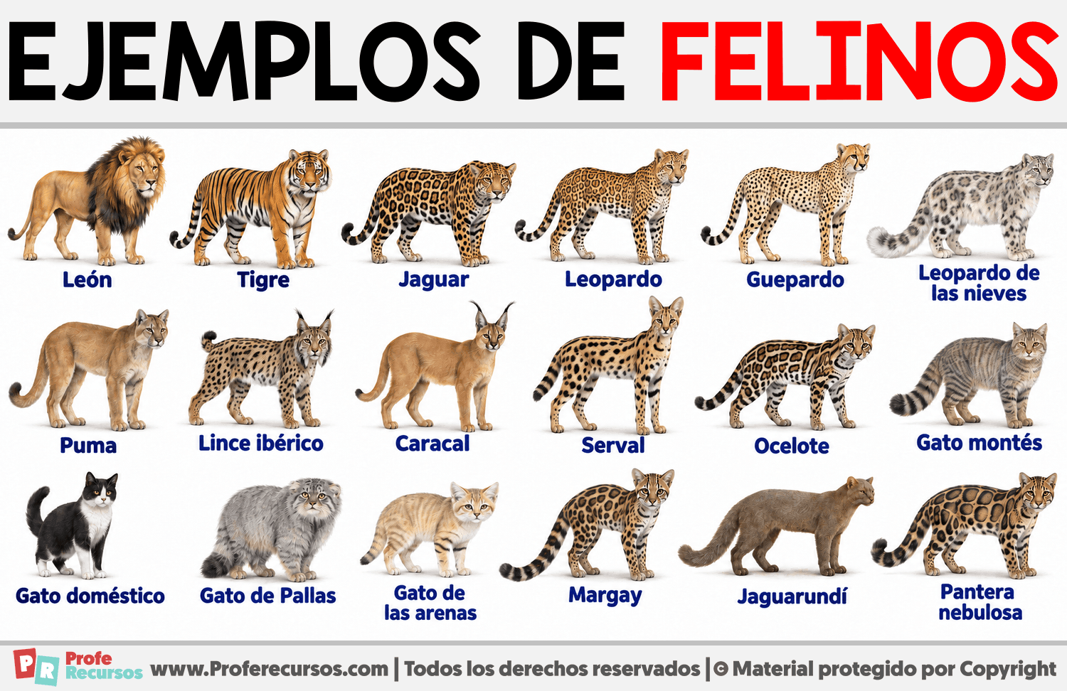 Ejemplos de felinos Infografia sobre Ejemplos de felinos