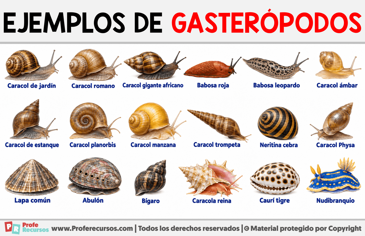 Ejemplos de Gasterópodos Infografia sobre Ejemplos de Gasterópodos