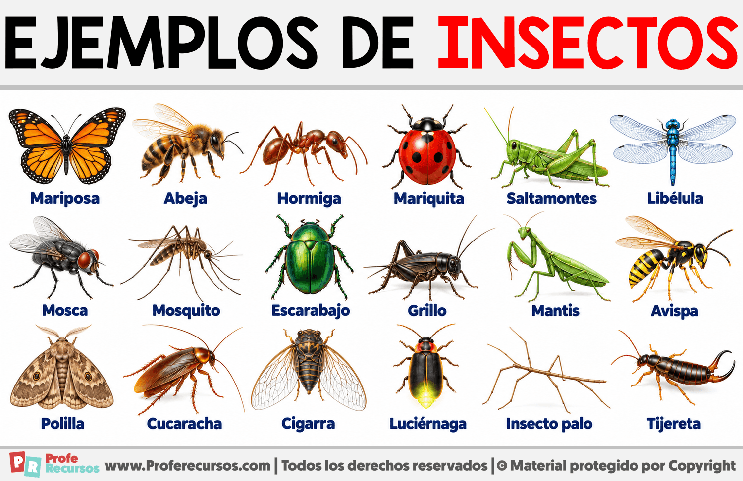 Ejemplos de Insectos Infografia sobre Ejemplos de Insectos