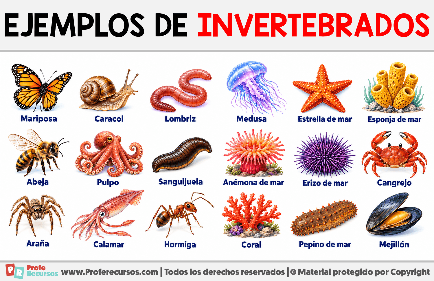 Ejemplos de invertebrados Infografia sobre Ejemplos de invertebrados