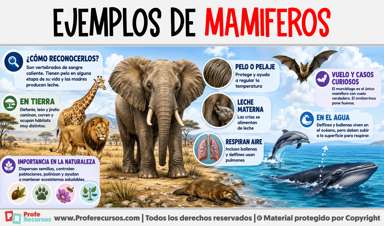 Ejemplos de Mamiferos Infografia sobre Ejemplos de Mamiferos