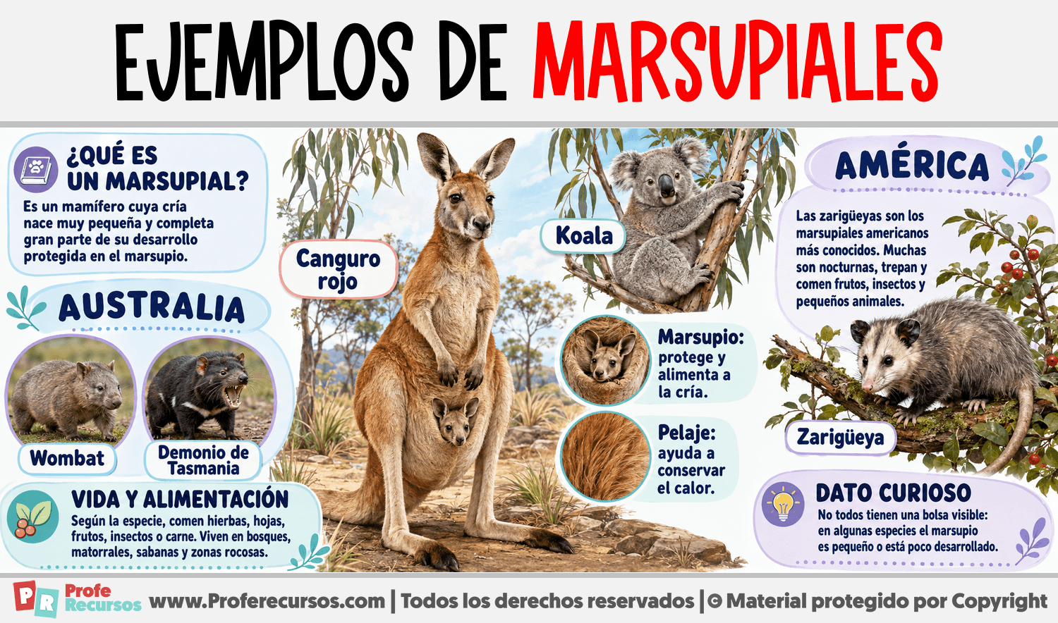 Ejemplos de Marsupiales Infografia sobre Ejemplos de Marsupiales