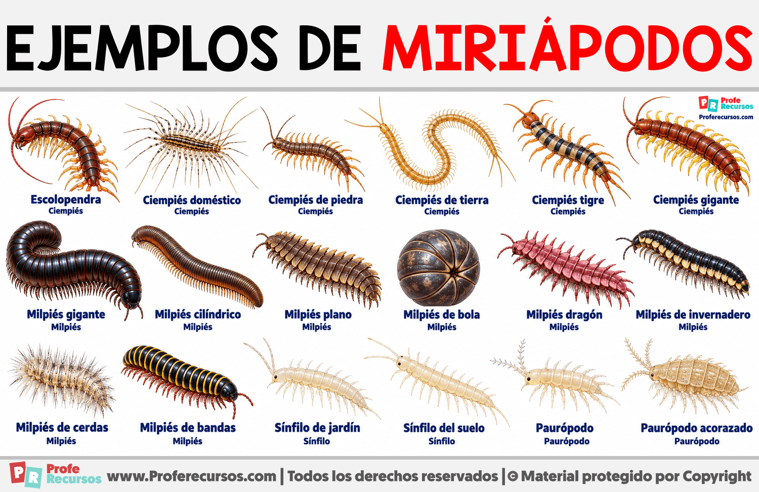 Ejemplos de Miriápodos Infografia sobre Ejemplos de Miriápodos