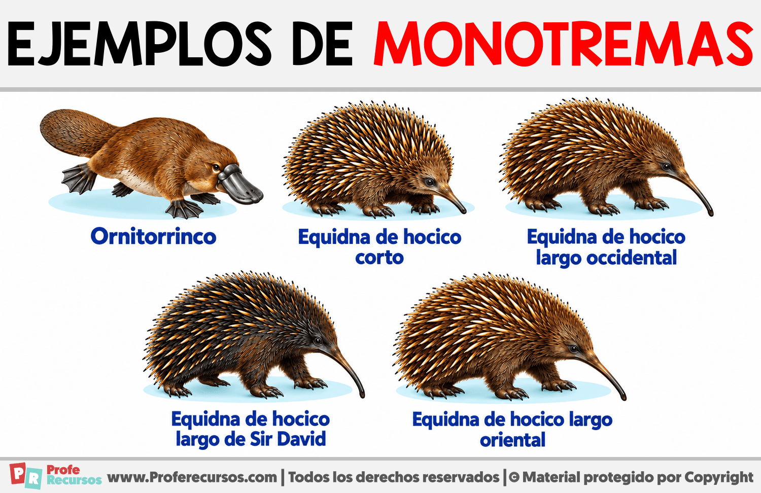 Ejemplos de Monotremas Infografia sobre Ejemplos de Monotremas