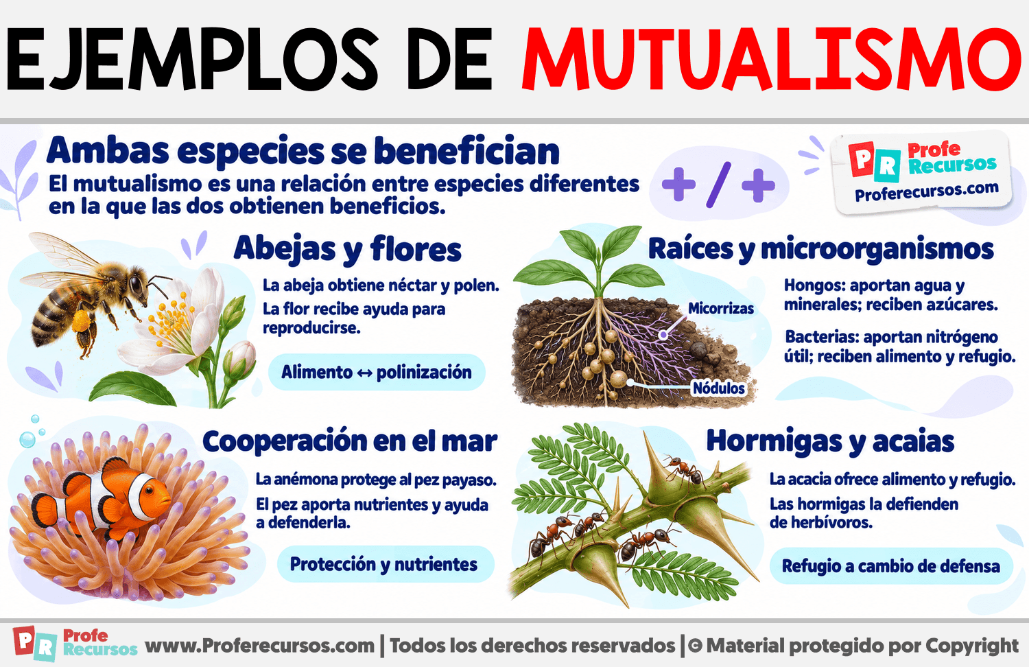Ejemplos de mutualismo Infografia sobre Ejemplos de mutualismo