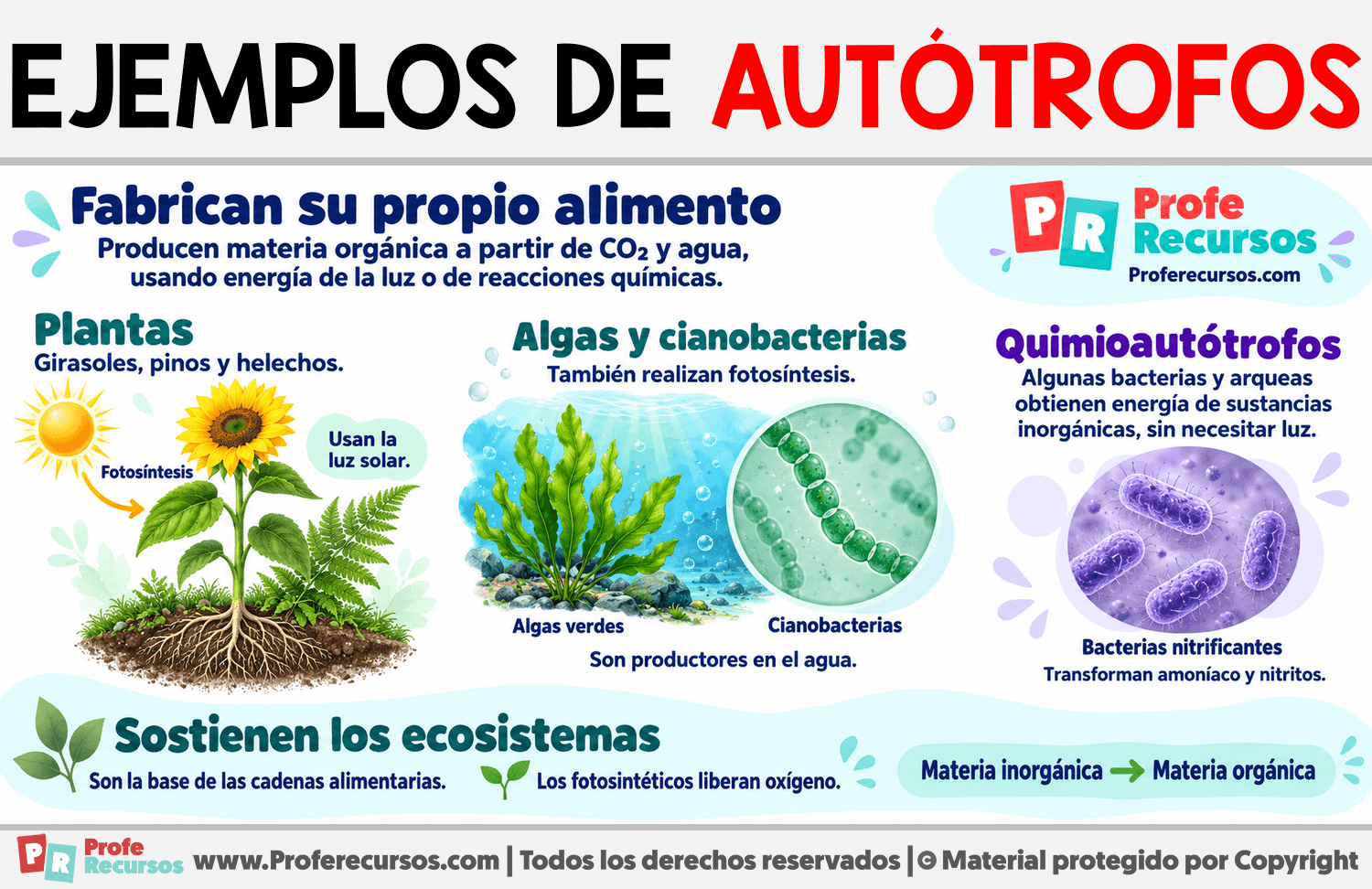 Ejemplos de organismos autótrofos Infografia sobre Ejemplos de organismos autótrofos