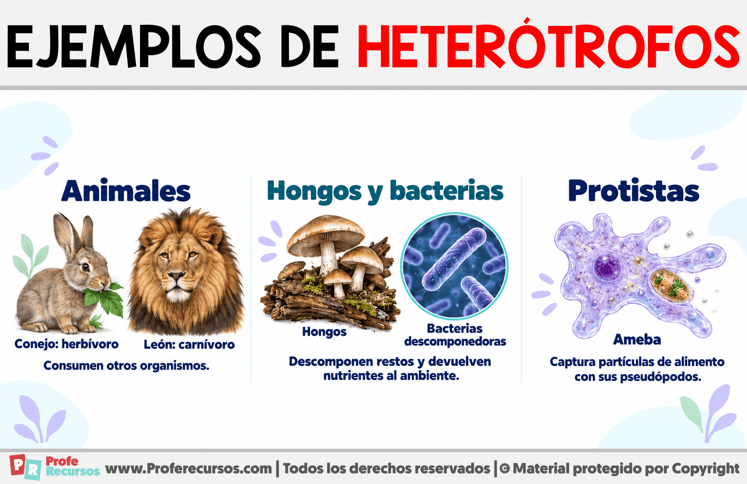 Ejemplos de organismos heterótrofos Infografia sobre Ejemplos de organismos heterótrofos