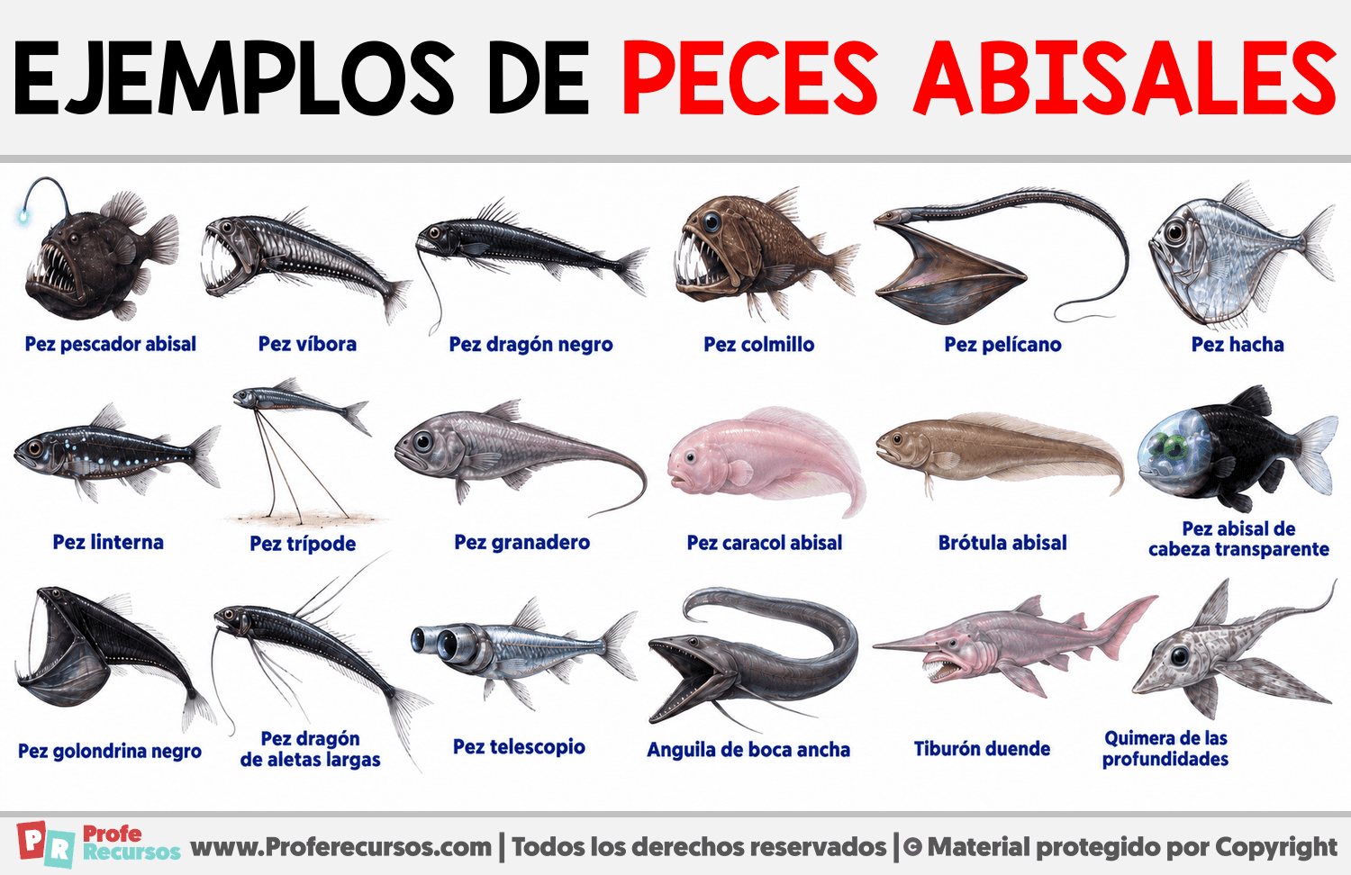 Ejemplos de Peces Abisales Infografia sobre Ejemplos de Peces Abisales