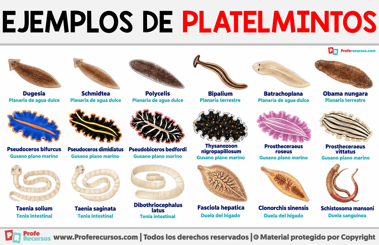 Ejemplos de platelmintos Infografia sobre Ejemplos de platelmintos