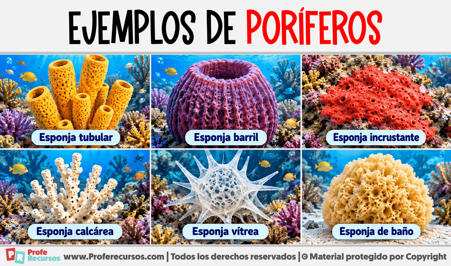 Ejemplos de Poríferos Infografia sobre Ejemplos de Poríferos