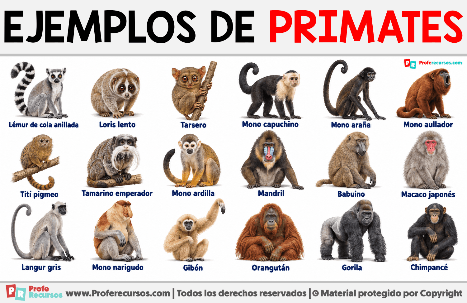 Ejemplos de Primates Infografia sobre Ejemplos de Primates
