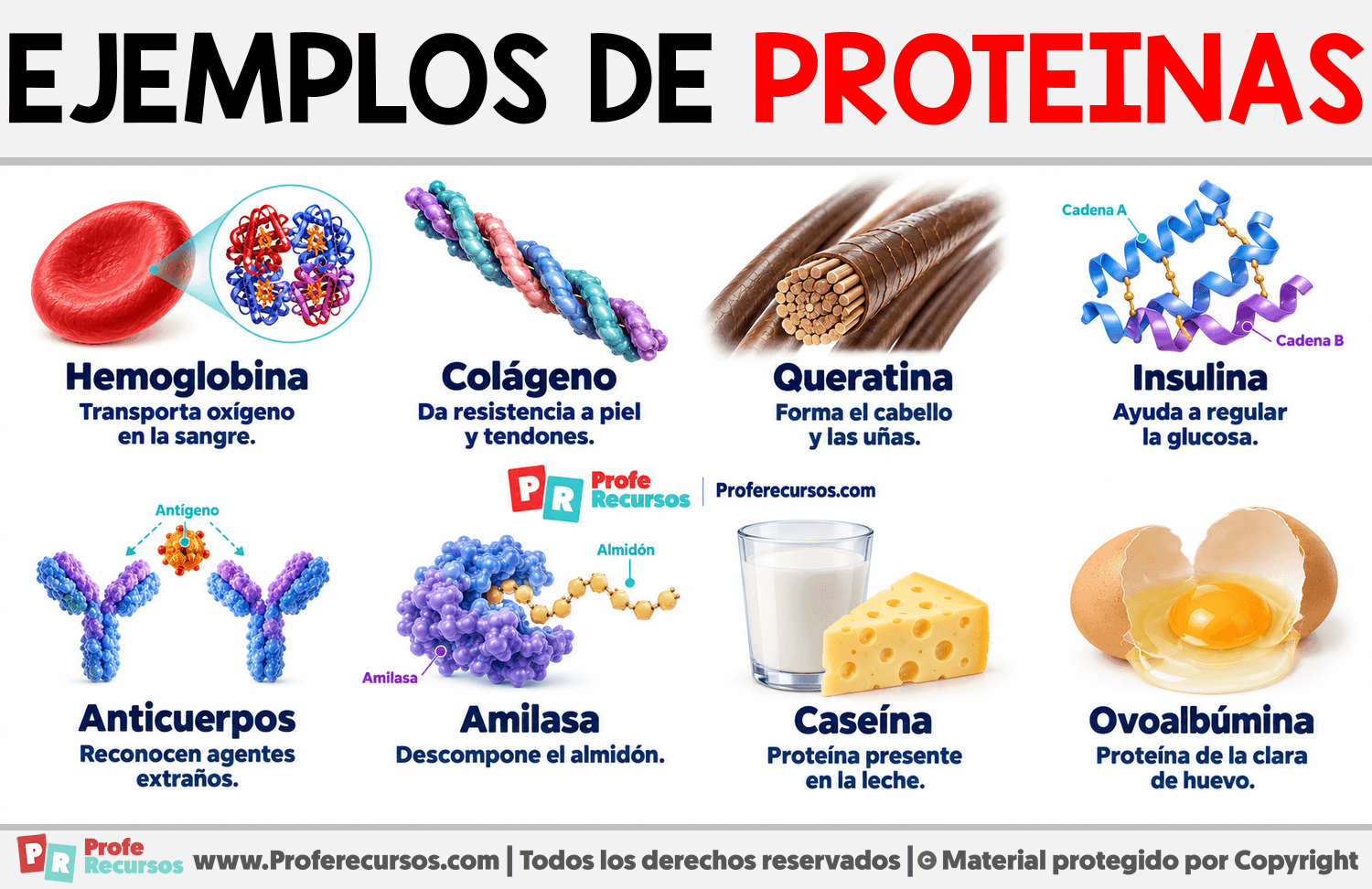 Ejemplos de Proteinas Infografia sobre Ejemplos de Proteinas