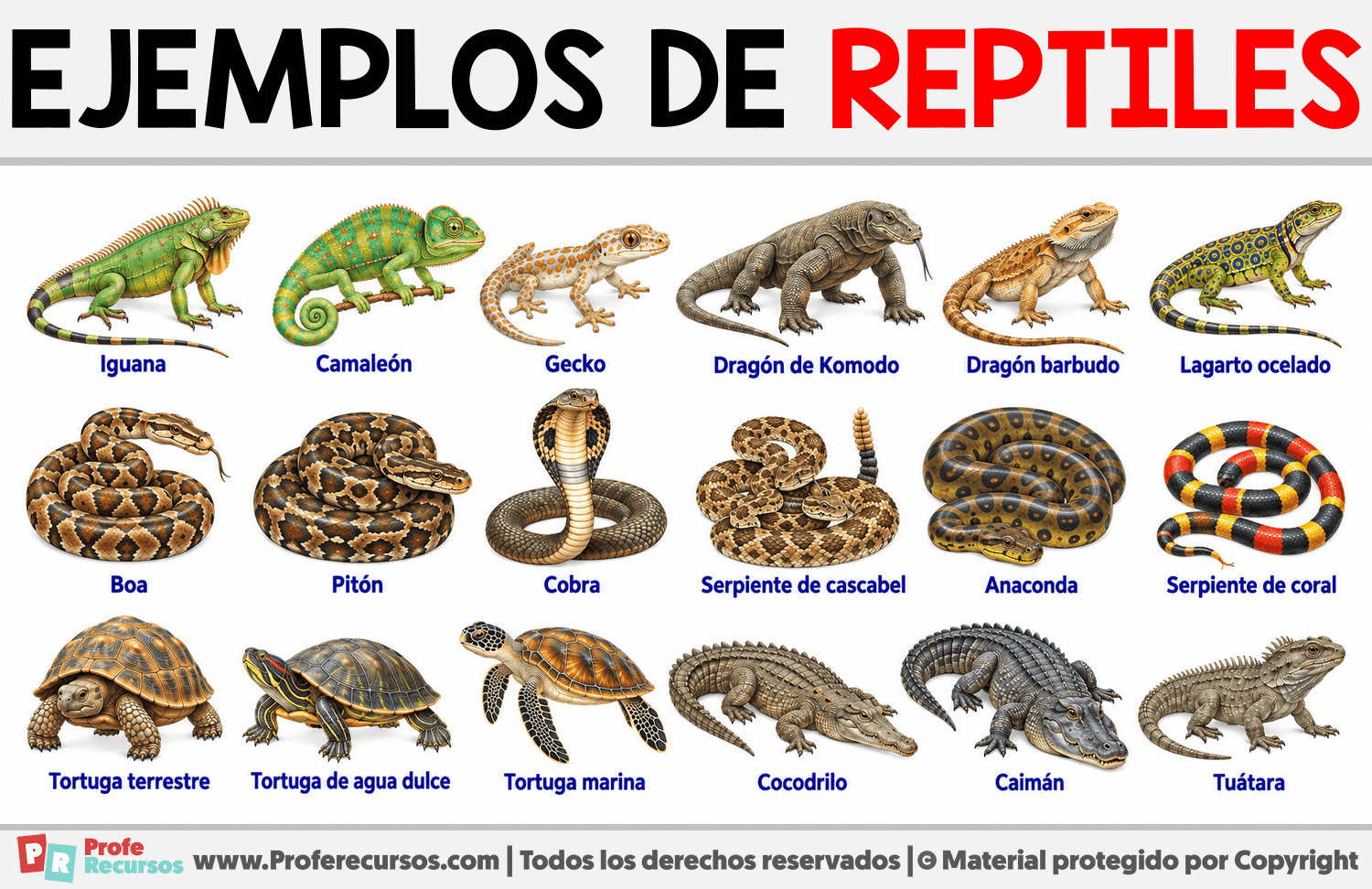 Ejemplos de Reptiles Infografia sobre Ejemplos de Reptiles