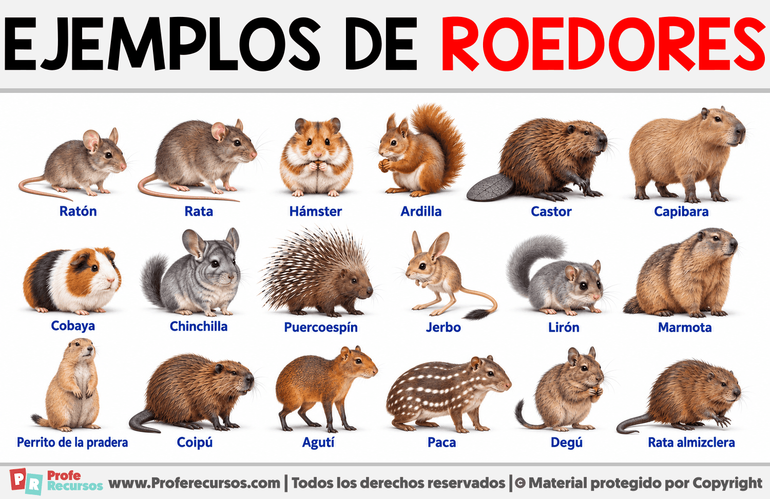 Ejemplos de Roedores Infografia sobre Ejemplos de Roedores