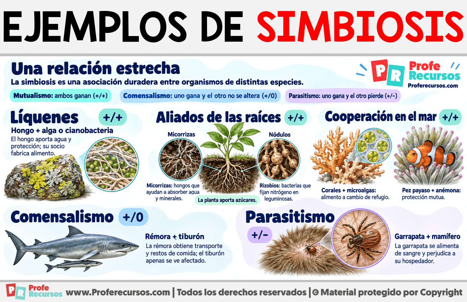 Ejemplos de Simbiosis Infografia sobre Ejemplos de Simbiosis