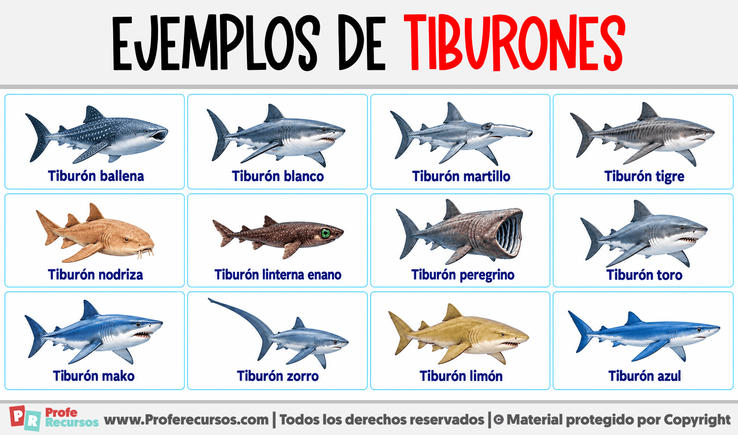 Ejemplos de Tiburones Infografia sobre Ejemplos de Tiburones
