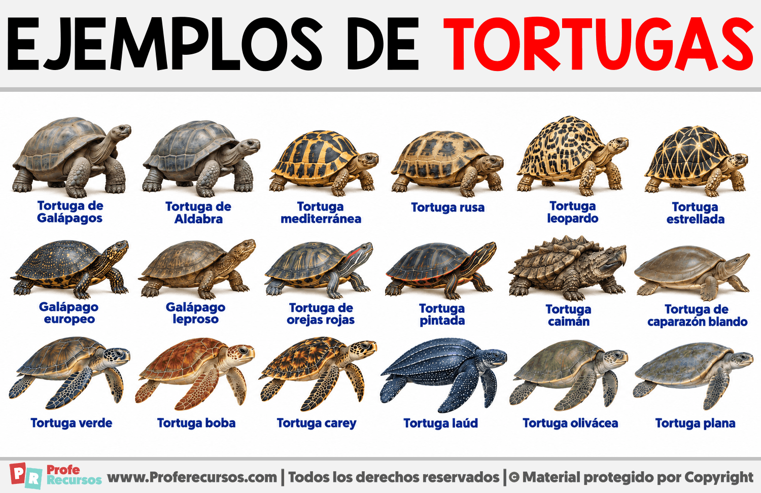 Ejemplos de tortugas Infografia sobre Ejemplos de tortugas
