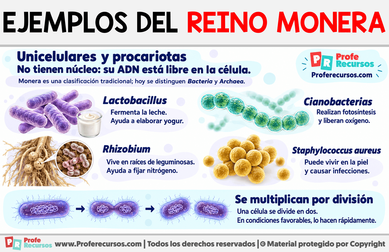 Ejemplos del reino monera Infografia sobre Ejemplos del reino monera
