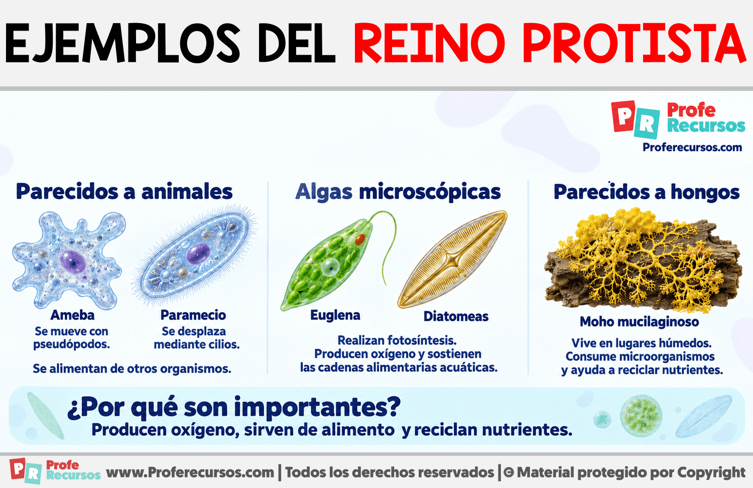 Ejemplos del reino protista Infografia sobre Ejemplos del reino protista