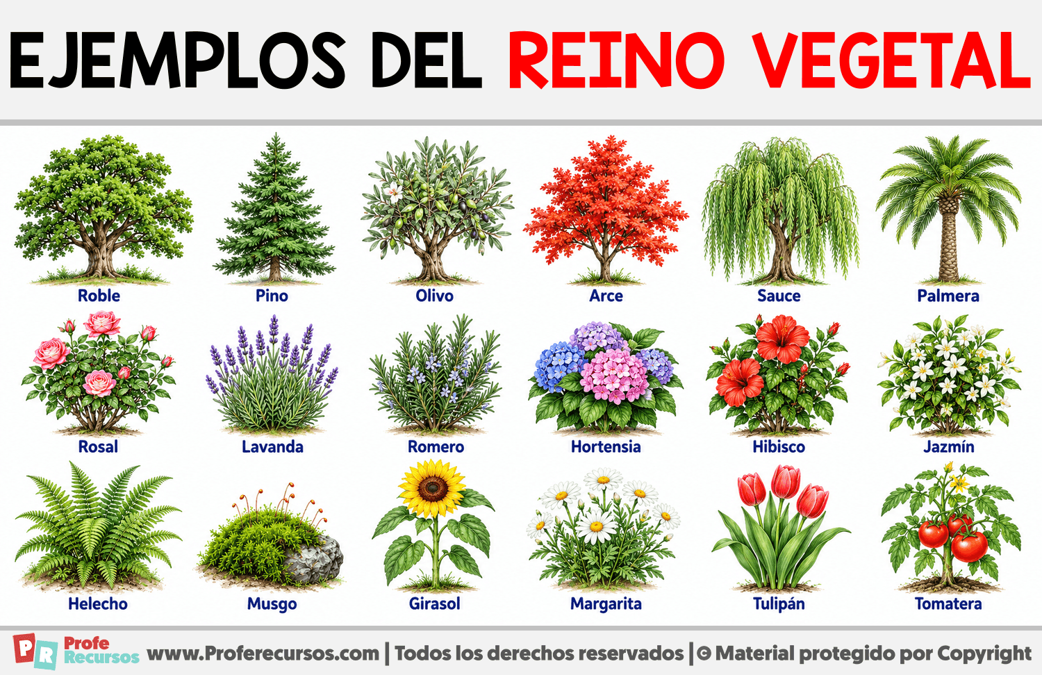 Ejemplos del reino vegetal Infografia sobre Ejemplos del reino vegetal