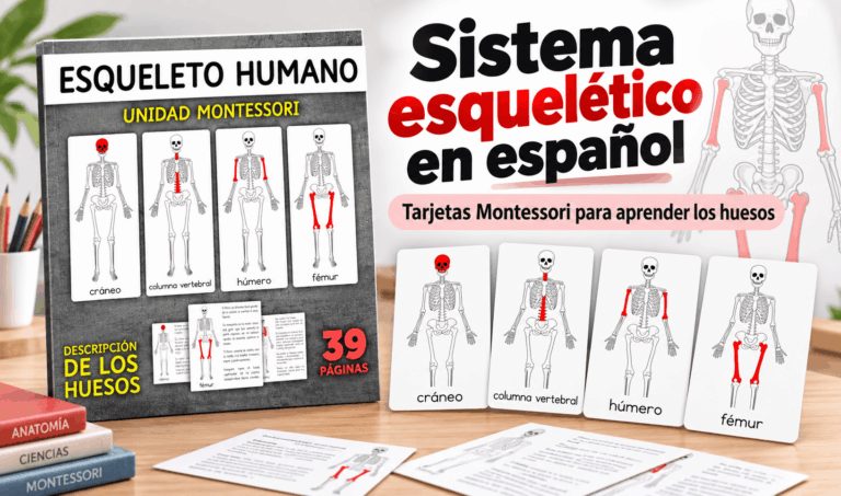 El Sistema Esquelético | Tarjetas Montessori para aprender los huesos