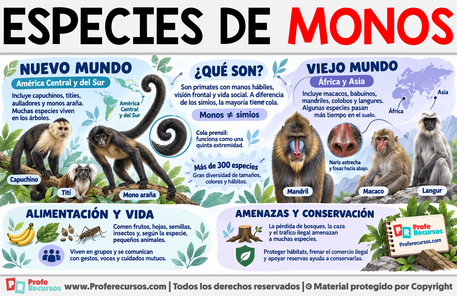 Especies de Monos Infografia sobre Especies de Monos