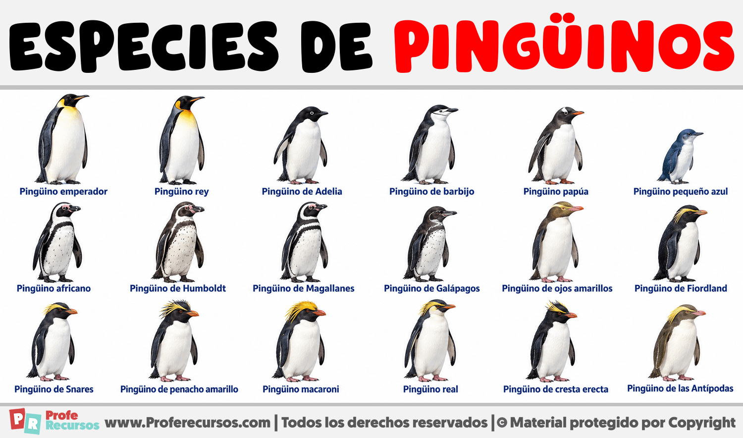 Especies de Pingüinos Infografia sobre Especies de Pingüinos