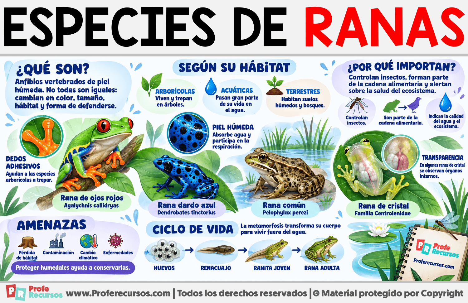 Especies de Ranas Infografia sobre Especies de Ranas