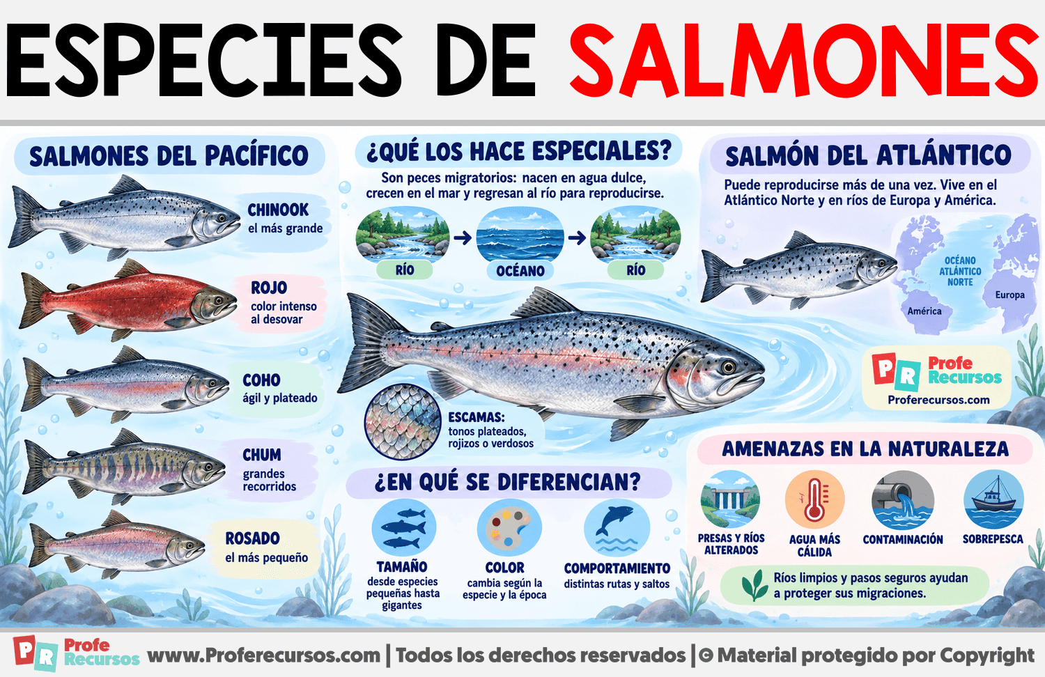 Especies de Salmones Infografia sobre Especies de Salmones